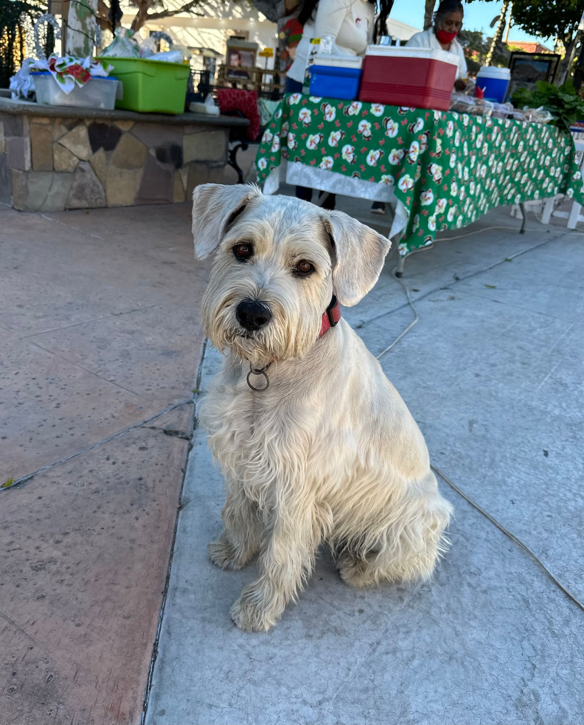 Feliz Navidad: Photos from Mexico